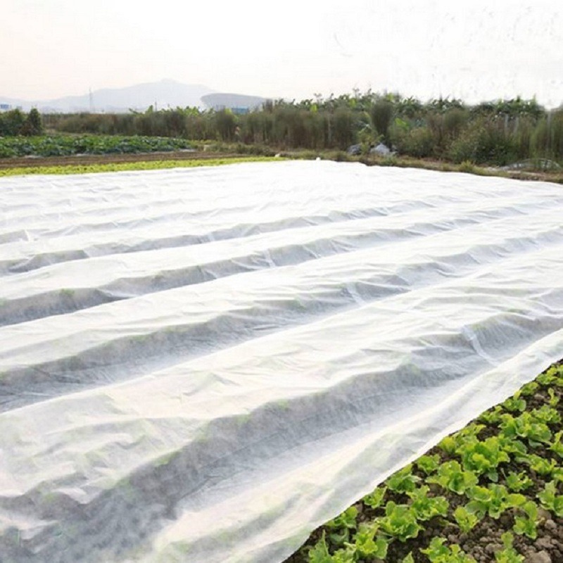 PP Spunbond Agricultural Nonwoven: Lightweight Protection That Pays Back in Yield